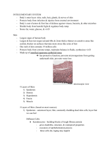 05-INTEGUMENTARY-SYSTEM-1 (2)