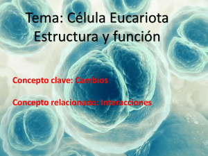 Célula Eucariota Estructura y función