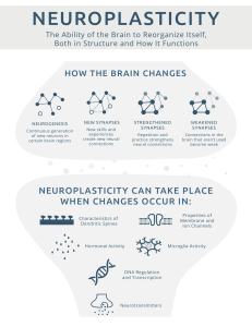 Neuroplasticity  changing the brain Infograph
