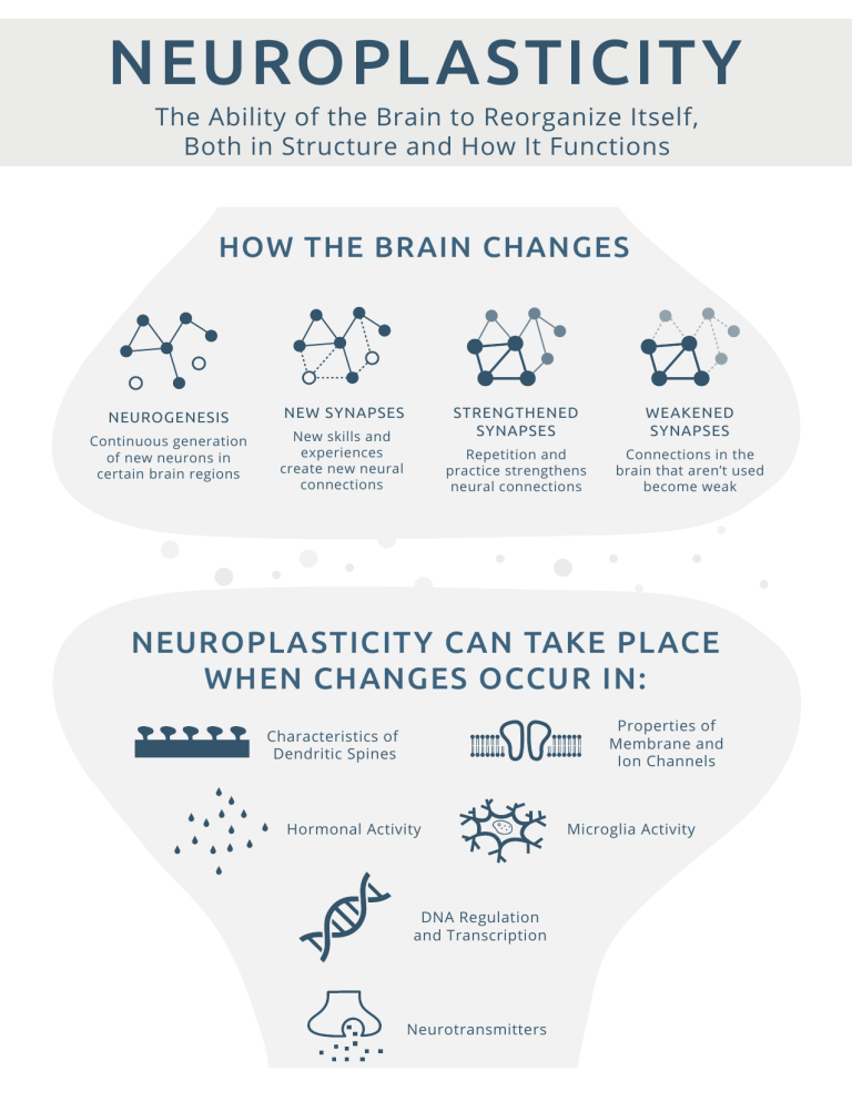 Neuroplasticity How Your Brain Changes And Adapts