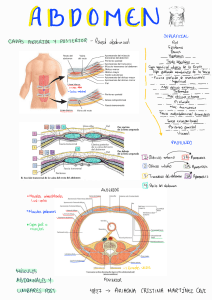 Abdomen Tarea Ciru