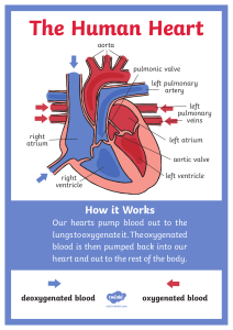t2-s-429-the-human-heart-diagram-display-poster ver 5