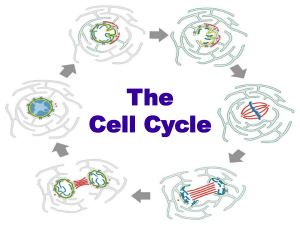 Biology cell cycle