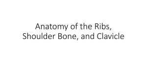 Anatomy of ribs shoulder and clavicle