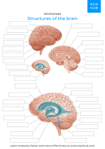 worksheet blank diagram brain