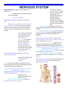 NERVOUS SYSTEM