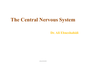 Chap 9- The Central Nervous System