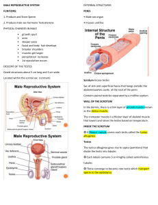 MALE-REPRODUCTIVE-SYSTEM