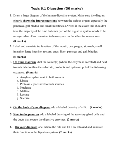 Drawing the digestive system2019