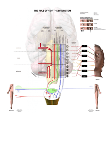 Brainstem Anatomy: The Rule of 4 Diagram