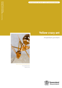 IPA-Yellow-Crazy-Ant-Risk-Assessment