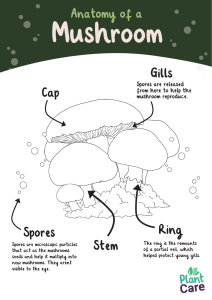 anatomy of a mushroom