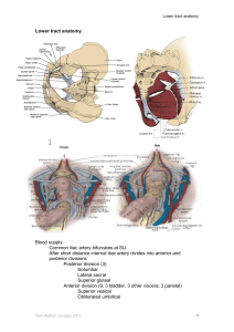 LUT-anatomy