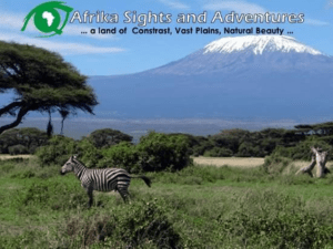 The Benefits Of Purchasing A Safari Tour Package