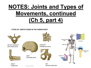 NOTES - Skeletal Sys part 4