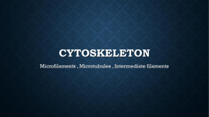Cytoskeleton 2