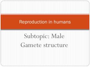 Structure of male gamete and female reproductive structure PPT