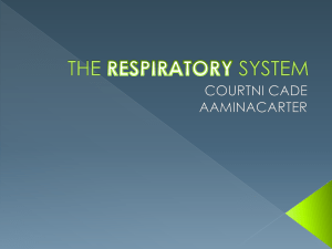 THE RESPIRATORY SYSTEM powerpoint