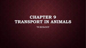 Chapter 9 Transport in animals