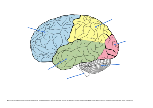Label-the-brain