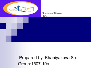 Khaniyazova Sh.Structure of DNA and RNA