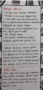 11.Sinif-Biyoloji-Dersi-Bobrek-Ve-Uriner-Sistem-Calisma-Notlari