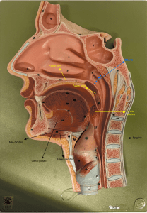 Diagrama Anatômico da Faringe e Palato