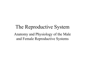reproductive system (1)
