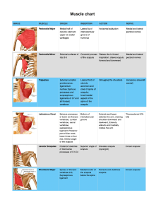 Upper Extremities/ Hand therapy 