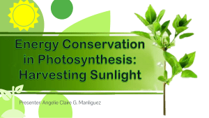 Energy Conservation of Photosynthesis Plant Physiology 