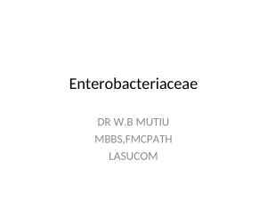 Enterobacteriaceae dr mutiu