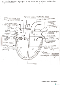 Heart(2)(1)