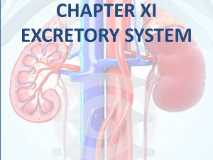 ExcretorySystem11