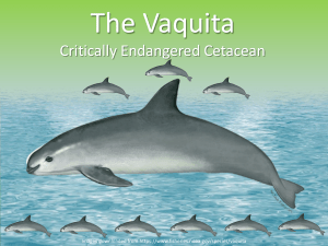 The Vaquita - Critically Endangered Cetacean