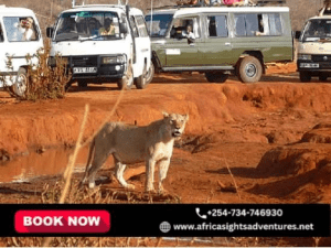 Embark on an Unforgettable Kenya Wildlife Adventure Selecting the Best Kenya Wildlife Adventure Camping Safari Package