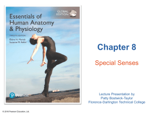 Special Senses: Eye Anatomy & Physiology Lecture