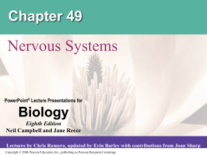 Nervous-system