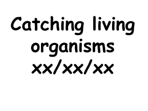 Catching living organisms - sampling