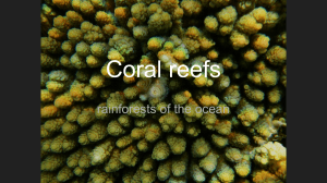 Coral reefs - Basics for Scuba Divers and Snorklers