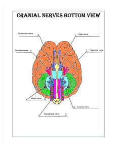 Cranial Nerves.pdf - Paint