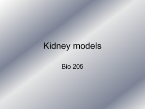 Kidney Models