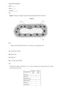 Cell structure and types practice exam