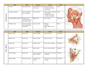 MUSCLE CHART WITH ORIGIN AND INSERTION