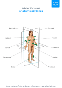 anatomical planes labeled (1)