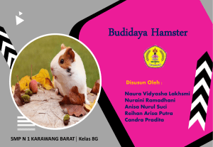 Budidaya Hamster