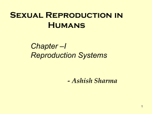 chapter 10.2 male Sexual Reproduction in Humans