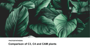 c3,c4,cam plants