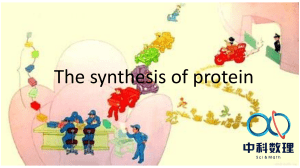 the synthesis  of protein