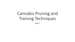 Cannabis Pruning and Training Techniques