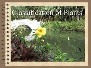 Classification of plants 2nd powerpoint (1)